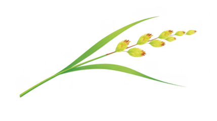 Yellow grass flower green leaf nature isolated botanical plant delicate spring wildflower soft focus evokes calm and peaceful mood
