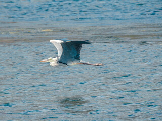 Fototapeta premium Grey Heron Flying