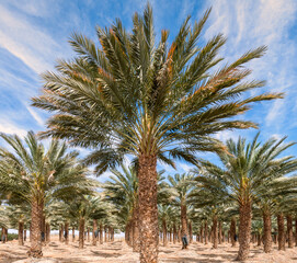 Fototapeta premium Plantations of date palms. Iconic ancient plant and healthy food crop. Currently it is sustainable agriculture industry in desert and arid areas of the Middle East. No AI tools were used 