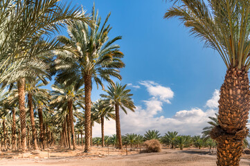 Plantations of date palms. Iconic ancient plant and healthy food crop. Currently it is sustainable...