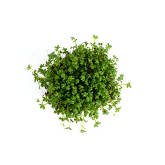 Obraz premium Single Small Cluster of Fresh Garden Cress Microgreens Isolated on White