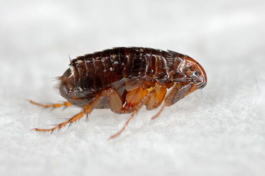 Flea, Ctenocephalides sp. A common and troublesome ectoparasite of mammals, including domestic dogs and cats. It can also bite humans painfully.