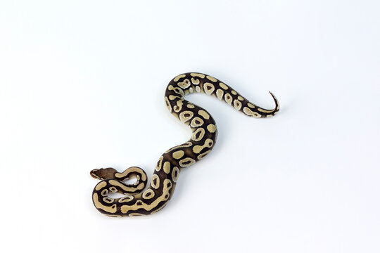 A close-up of a royal python wriggling against a white background