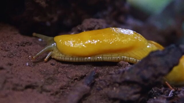 Vibrant yellow banana slug crawling across the damp green moss of a California redwood forest floor