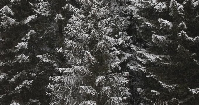 A black and white pine trees texture background with a cold winter feel