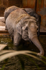 Fototapeta premium Elephant Standing in Indoor Pool