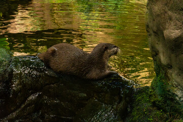 Obraz premium Otter Resting on Rock by Water