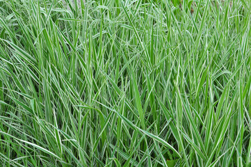 Obraz premium Decorative sedge grows on the flower bed