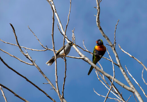 A Rainbow Lorikeet and a Noisy Miner in a Tree