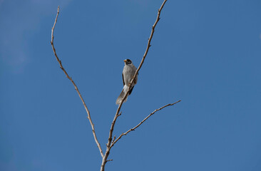 Australian Noisy Miner (Manorina melanocephala)