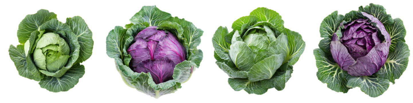 Panoramic row of green and purple cabbage heads isolated on white background

