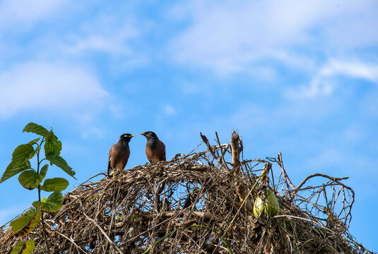 Two Common Mynas (Acridotheres tristis)