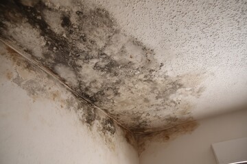 Indoor ceiling damage with moisture and fungus