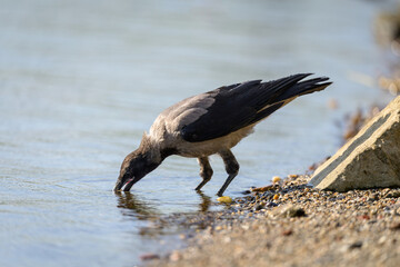 Hooded crow in water next to river bank