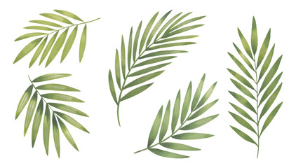 Botanical palm leaves collection. Watercolor tropical leaves on white background. © Artverza