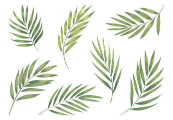 Obraz premium Botanical palm leaves collection. Watercolor tropical leaves on white background.