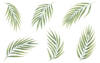 Obraz premium Botanical palm leaves collection. Watercolor tropical leaves on white background.