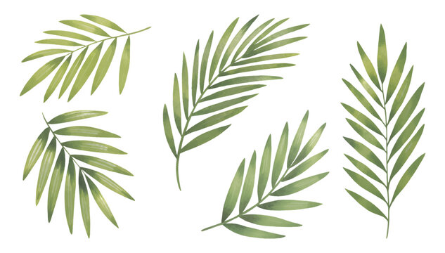 Botanical palm leaves collection. Watercolor tropical leaves on white background.