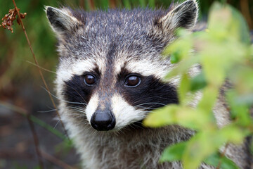 Close up of a raccoon face peering through greenery