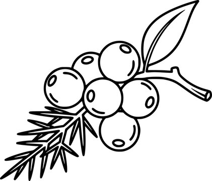 Minimalist outline design of juniper berries with leaf and twig
