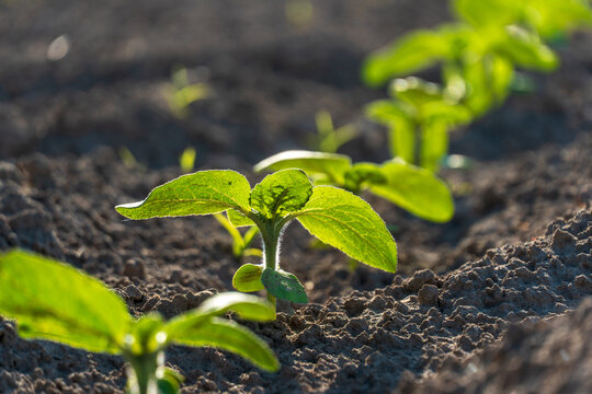 A group of young plants are sprouting in the dirt, with each one growing in a straight line. The plants are small and green, and they are all at different stages of growth