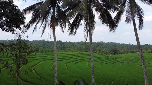 Aerial drone shot with a gradual rise from the ground to the sky, passing above palm trees and revealing a rice field in Tabanan, Bali, Indonesia.