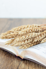 Holy bible book with wheat on wooden table with white background. Copy space. Spiritual food and harvest, Christian biblical concept.