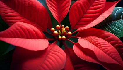 Macro Close Up Of Poinsettia Flower With Bright Red Leaves And Detailed Buds Minimal Festive Holiday Background