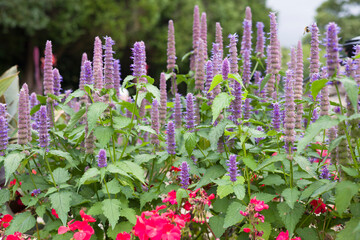 Agastache foeniculum (anise hyssop) flowering in UK garden