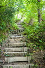 Wooden steps on a forest trail in Hackfall Wood, Yorkshire Dales