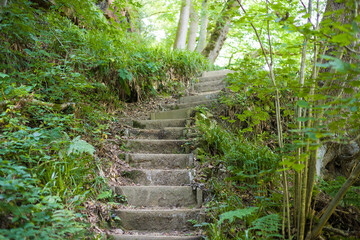 Wooden steps on a forest trail in Hackfall Wood, Yorkshire Dales
