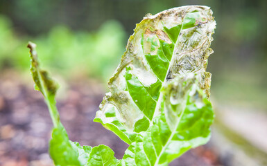 Swiss chard with leaf miner damage growing in a UK garden