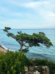Fototapeta premium A tree growing in an abstract form on the seashore