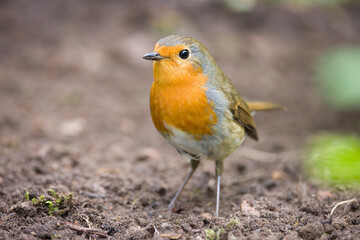 European robin standing on soil in a UK garden