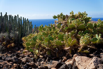 Rocky Tenerife coast around Montana Bocinegro and Montana Roja mountain, near El Medano, Canary Islands, Spain, sunny summer day