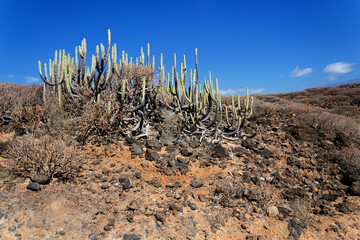 Rocky Tenerife coast around Montana Bocinegro and Montana Roja mountain, near El Medano, Canary Islands, Spain, sunny summer day