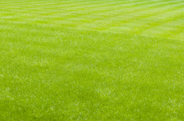 Close-up of healthy green lawn