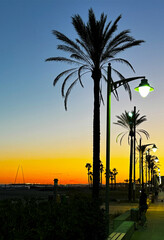 Beautiful view of coastal palm trees in the evening with sunset in the background