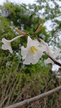 White ipe flowers