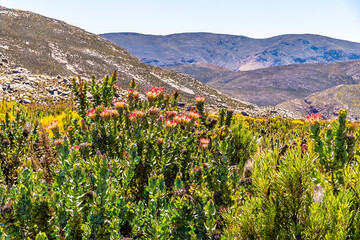 A view of abundant  King Protea flowers growing beside the Swartberg Pass in the Swartberg mountains in South Africa in springtime