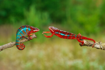 Furcifer pardalis (Panther chameleon) in the attack © Miroslav Srb