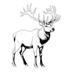 Obraz premium Majestic Elk Stag Line Art Illustration - Majestic Wildlife Animal Drawing