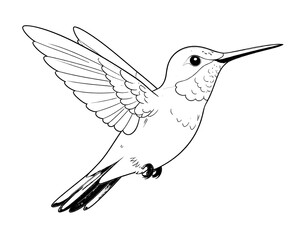 Obraz premium Hummingbird Outline Drawing, Flying Bird Sketch, Art, Nature Illustration