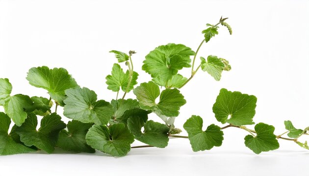 Gundelrebe Glechoma Hederacea Stehend Vor Weissem Hintergrund