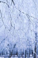 Winter tree branch in snow and hoar frost close up. Winter cold blue trees branches covered snow blue abstract background texture