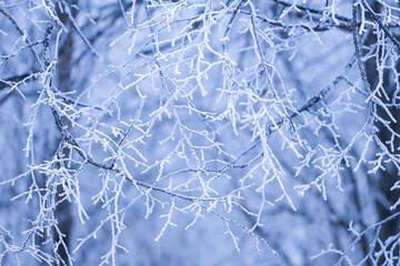 Winter tree branch in snow and hoar frost. Winter cold blue trees branches covered snow blue abstract background texture