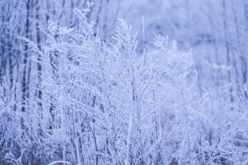 Winter trees plants and grass covered snow and hoar frost, blue cold abstract background texture