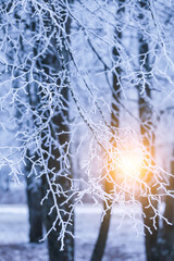 Winter tree branch in snow and hoar frost. Winter cold blue trees branches covered snow with sun and sunlight, blue abstract background texture