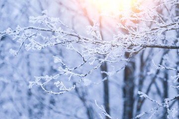 Winter tree branch in snow and frost in sunlight close up, blue winter background texture close up