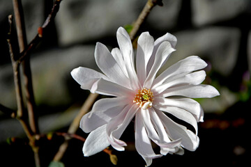biała magnolia gwiaździsta , Magnolia stellata, duży kwiat magnoli gwiażdzistej zbliżenie, Close up of a large white flower of the magnolia © kateej